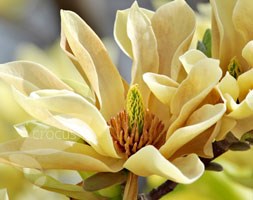 Magnolia 'Butterflies' (magnolia)