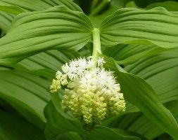 Maianthemum racemosum ( ( syn. Smilacena racemosa ))