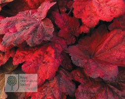 Heuchera 'Autumn Leaves' (coral bells)