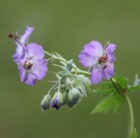 dusky cranesbill