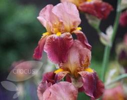 tall bearded iris