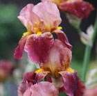 iris