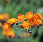 Fox and cubs