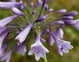 Agapanthus 'Liam's Lilac' (African Lily)
