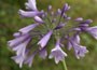African Lily