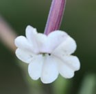 Australian tobacco plant