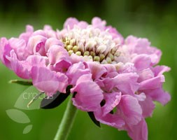 Scabiosa 'Pink Mist' (PBR) (pincushion flower)