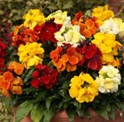100 Plus 60 Free Plug Plants