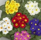 50 Plus 20 Free Large Plug Plants