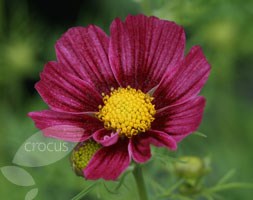 Cosmos - Cosmos bipinnatus  'Antiquity'