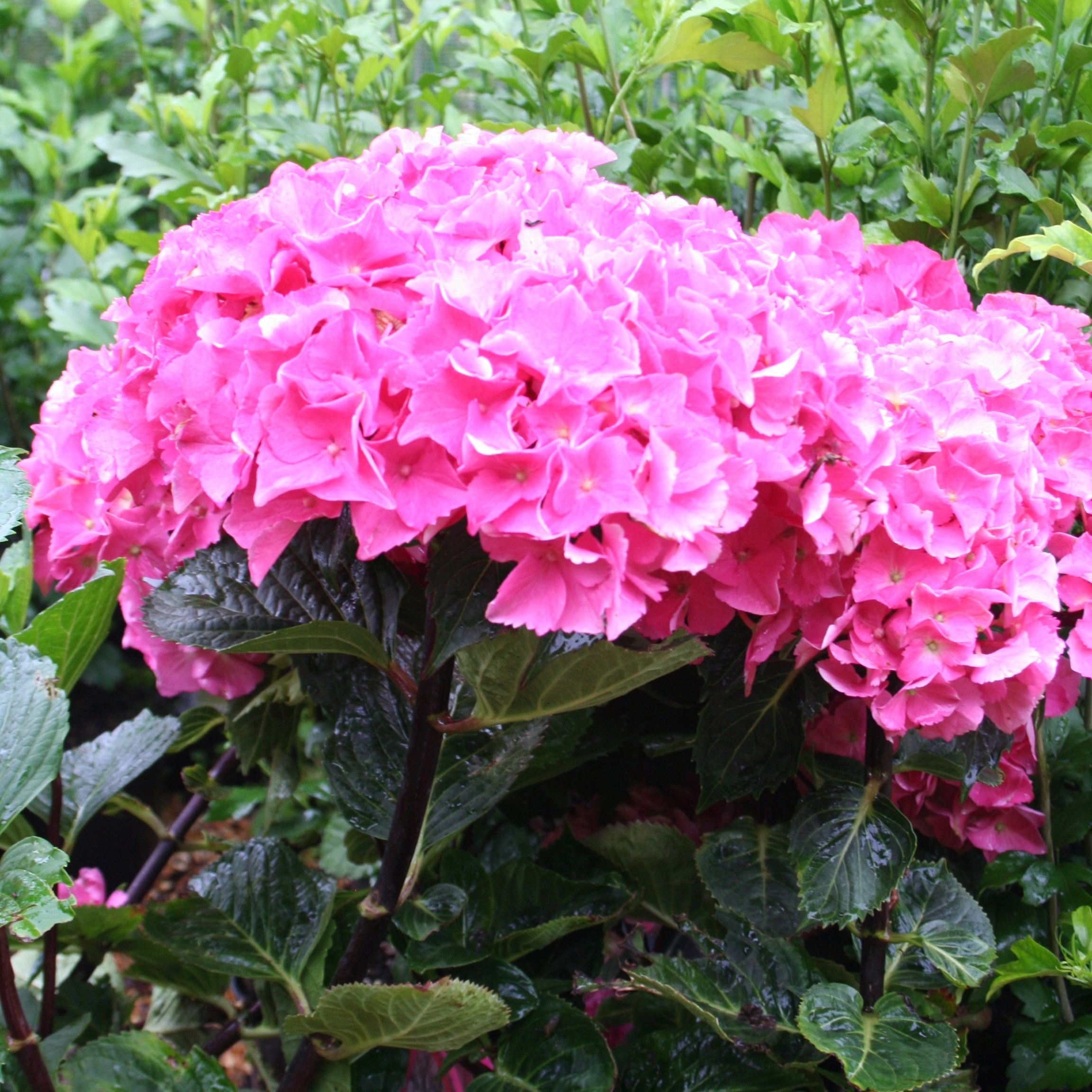 black steel hydrangea