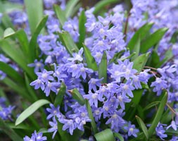 glory of the snow bulbs