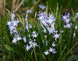 glory of the snow bulbs