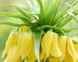 crown imperial bulbs