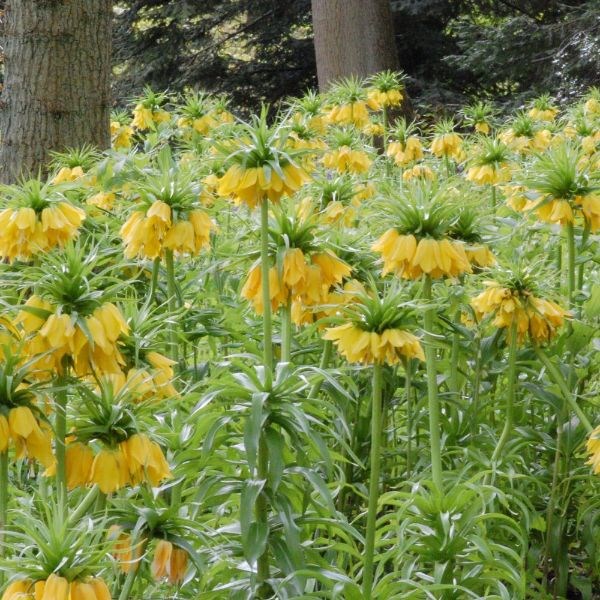 crown imperial bulbs