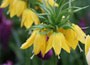 crown imperial