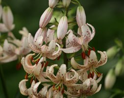 Lilium martagon var. albiflorum (turkscap lily bulbs)