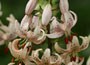 turkscap lily bulbs