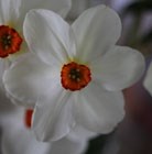 small-cupped daffodil