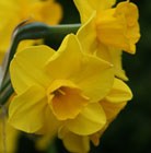 Narcissus Trevithian