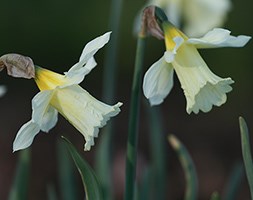 Narcissus 'W.P. Milner' (dwarf trumpet daffodil bulbs)