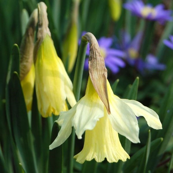 dwarf trumpet daffodil bulbs