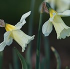 Narcissus W.P. Milner