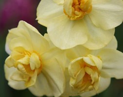 Narcissus 'Yellow Cheerfulness' (double daffodil bulbs)