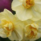 double daffodil