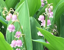 Convallaria majalis var. rosea (lily-of-the-valley)