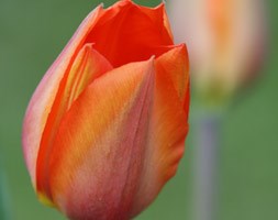 single late tulip bulbs