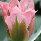 Tulipa China Town