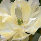 Tulipa Crème Upstar