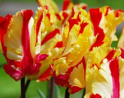 Tulipa 'Flaming Parrot' (parrot tulip bulbs)