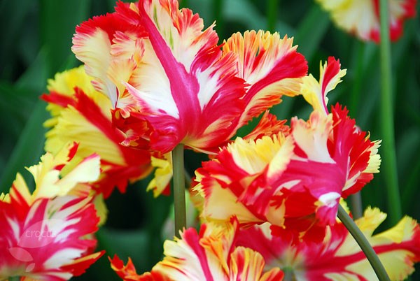 parrot tulip bulbs parrot tulip bulbs