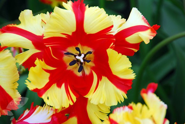 parrot tulip bulbs parrot tulip bulbs