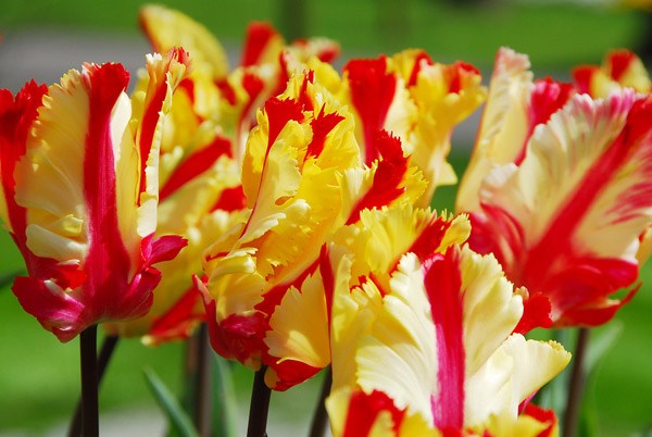 parrot tulip bulbs parrot tulip bulbs
