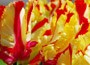 parrot tulip bulbs