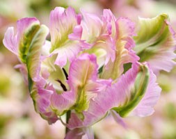 Tulipa 'Green Wave' (parrot tulip)