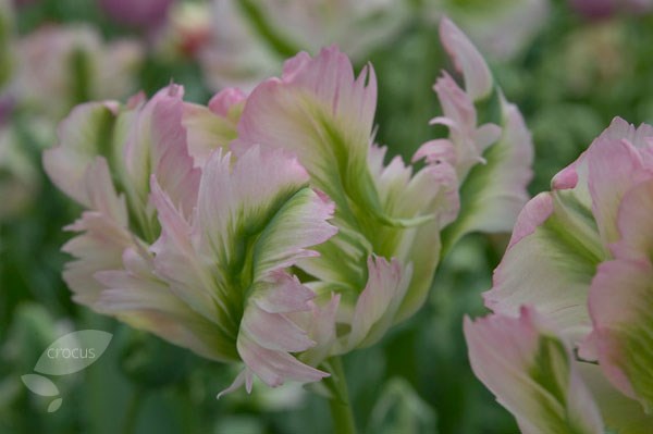 parrot tulip parrot tulip
