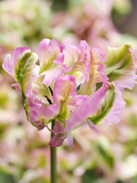 parrot tulip parrot tulip