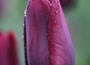 single late tulip bulbs