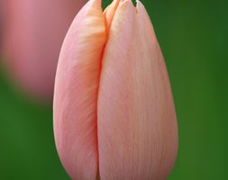 single late tulip bulbs