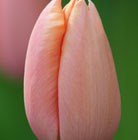 Tulipa Menton