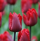 Tulipa Red Hat