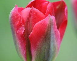 viridiflora tulip bulbs