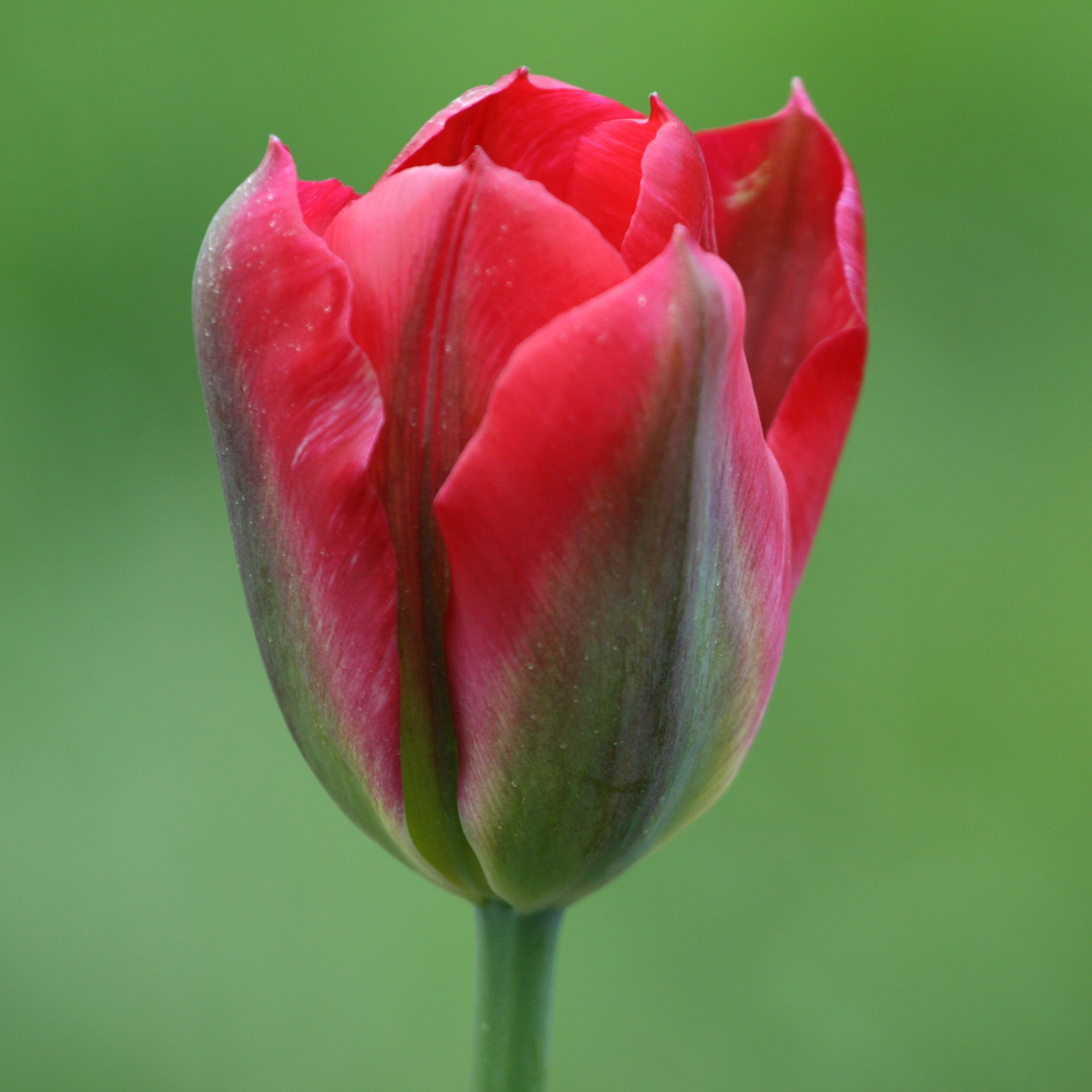 viridiflora tulip bulbs