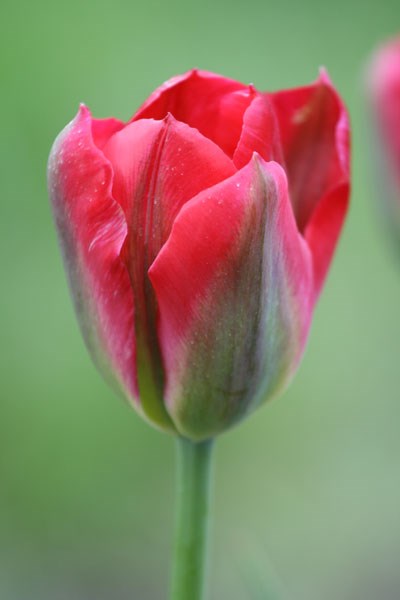 viridiflora tulip bulbs viridiflora tulip bulbs
