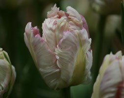 Tulipa 'Silver Parrot' (parrot tulip bulbs)