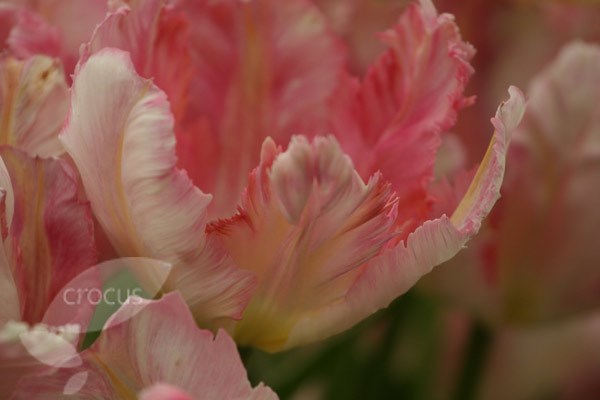 parrot tulip bulbs parrot tulip bulbs